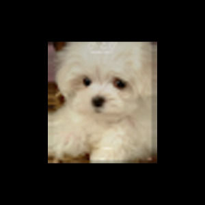 Meet your Posher, Evelyn